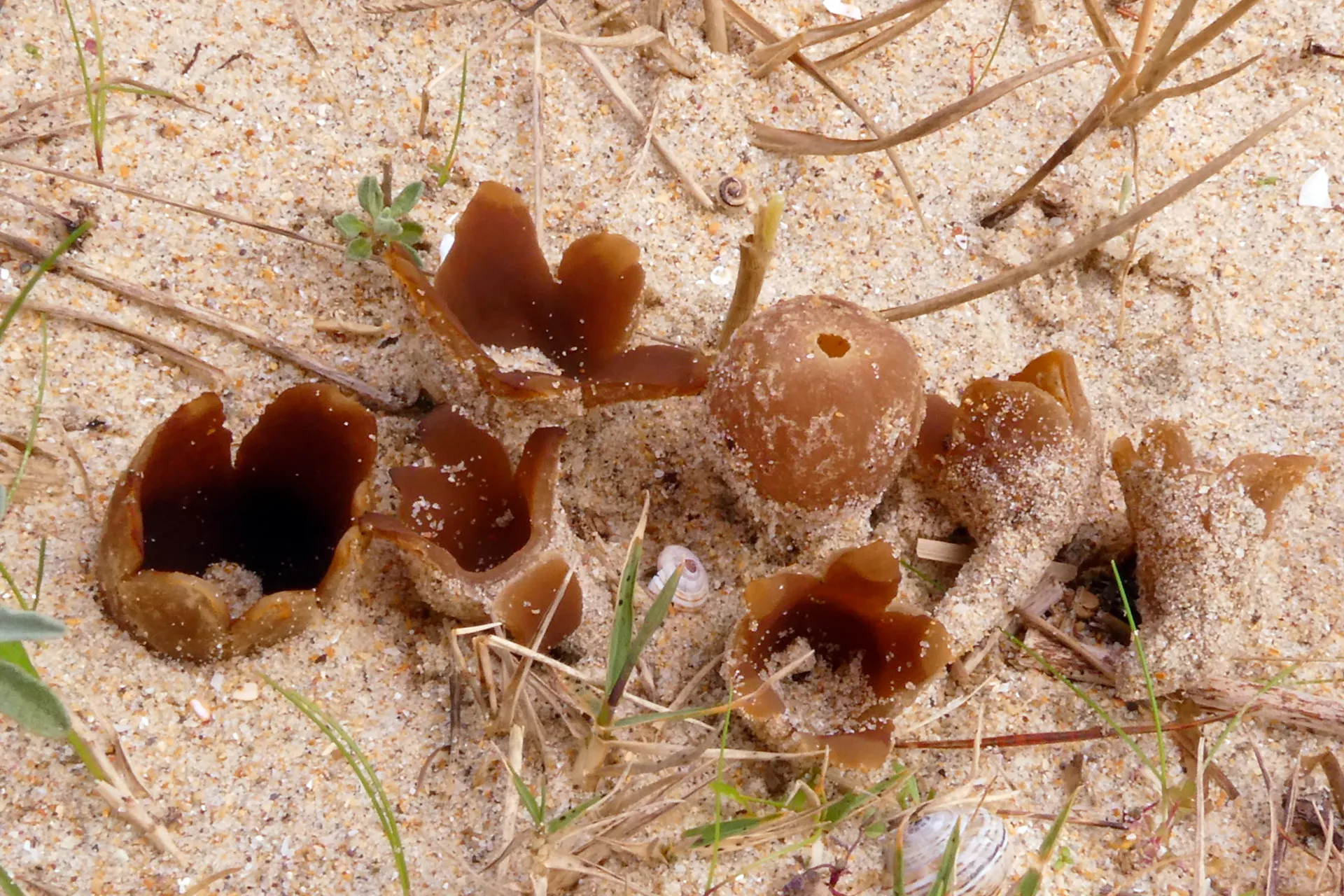 Peziza ammophila - 1 -  A Couceiro